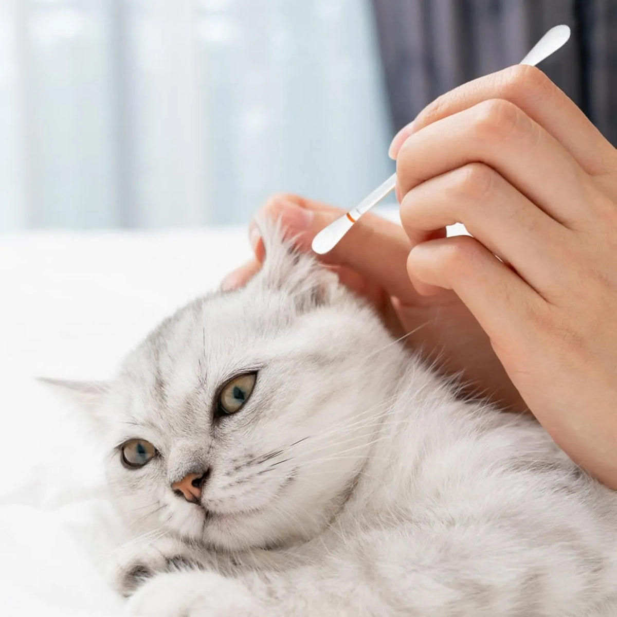 Pet Ear Cleaning Cotton Swabs – 50 Pieces