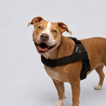 LumiPaw Adjustable Walking Harness for Dogs – XXS–XL