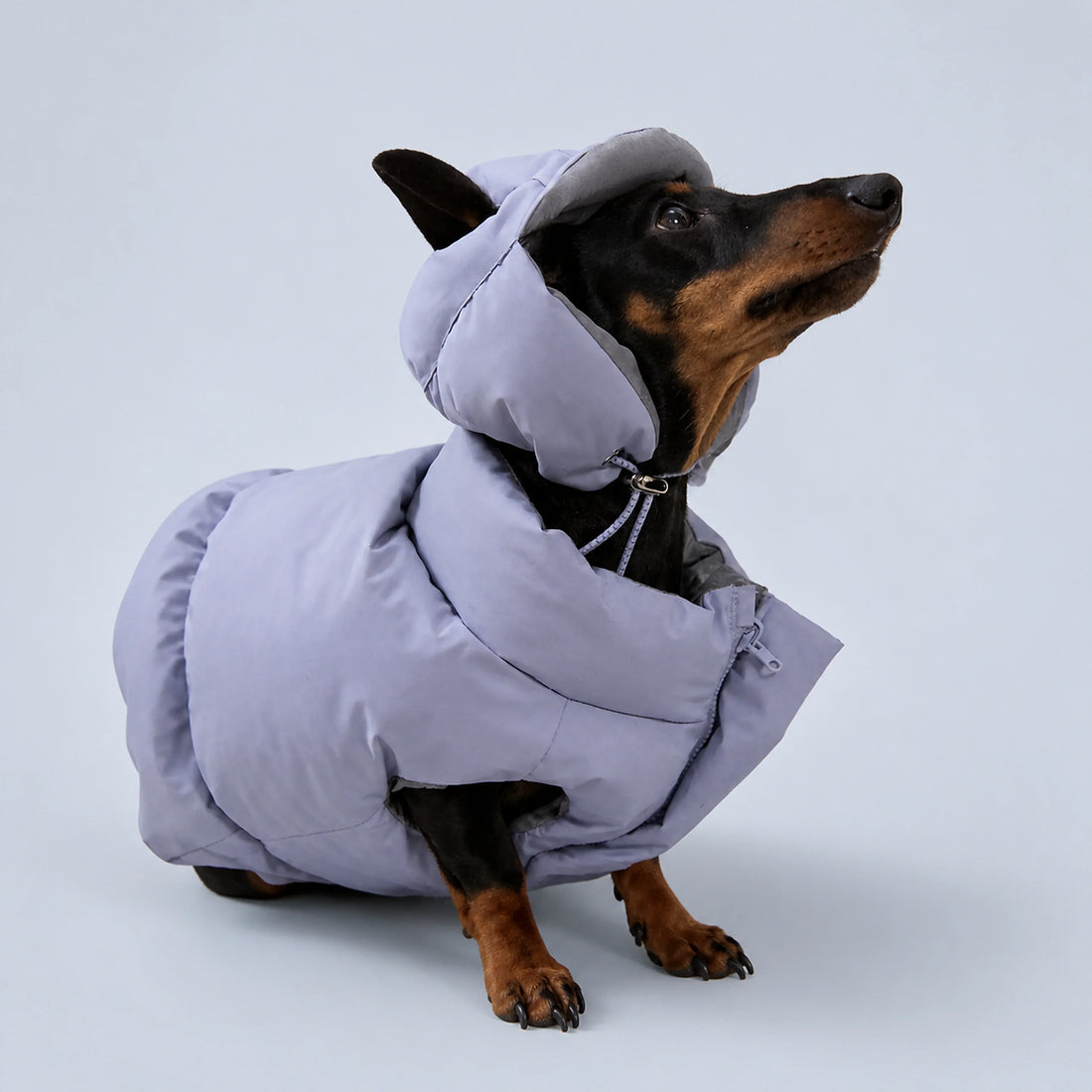 Reversible Blue & Silver Puffer Hood for Dogs – 3 Sizes