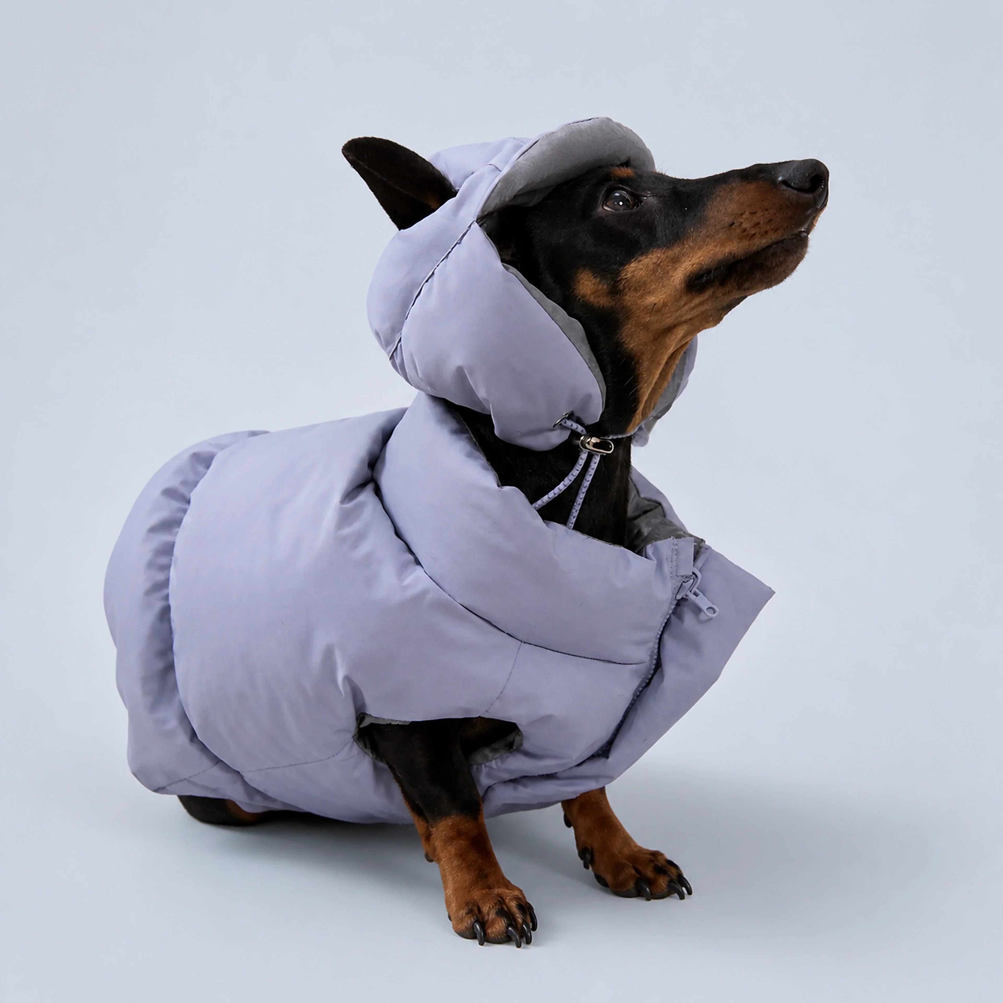 Reversible Blue & Silver Puffer Hood for Dogs – 3 Sizes
